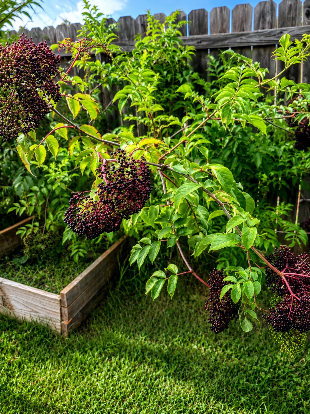 Elderberry clusters ripening over raised garden beds in the Veravyn garden