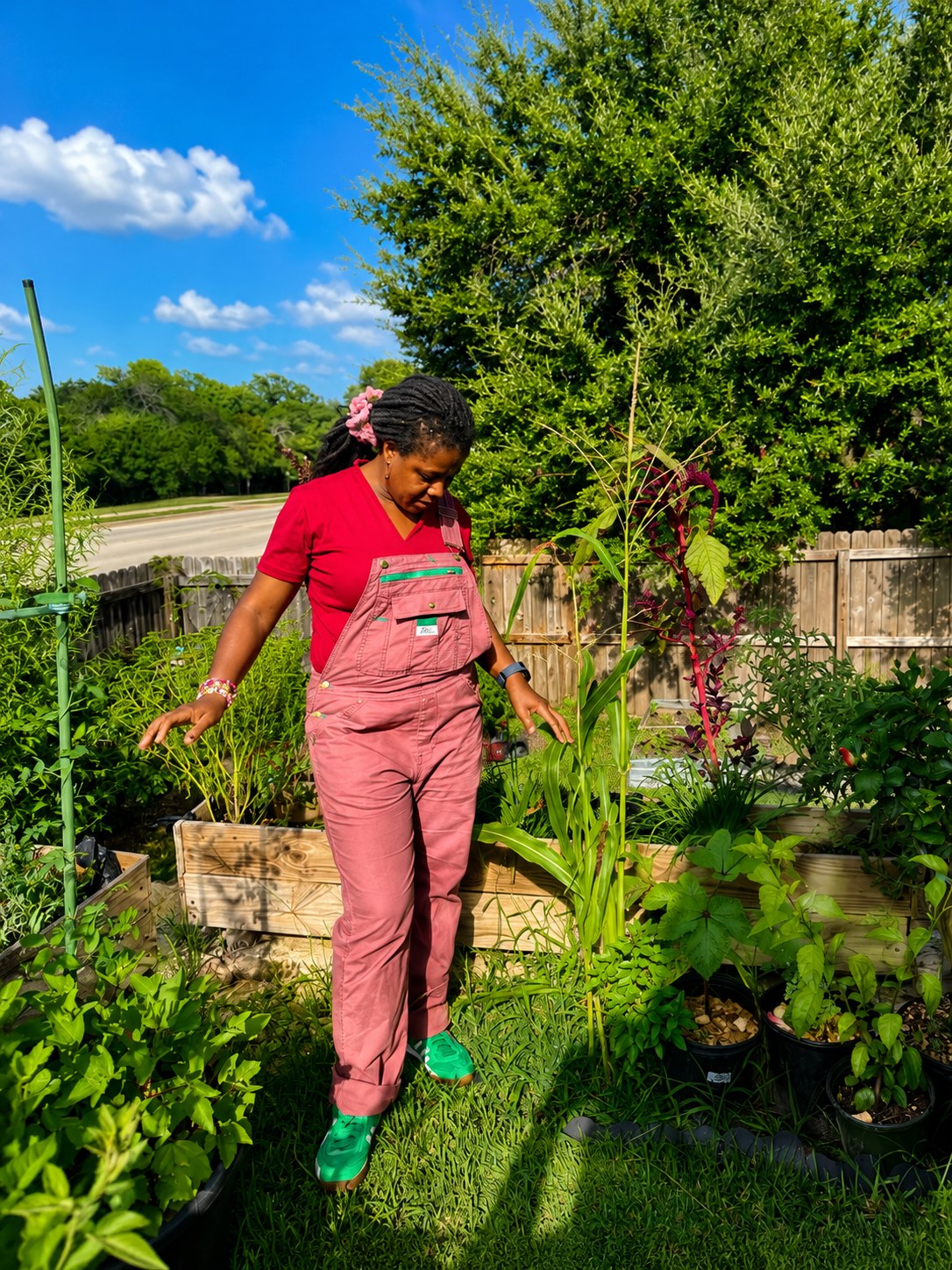 Tending corn and amaranth by hand in the Veravyn garden beds